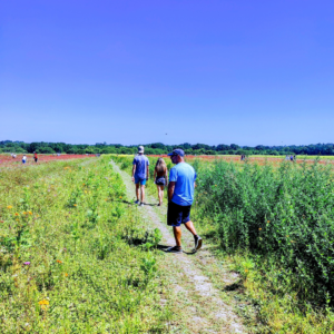 Johnny and the kids walking into the flower fields. 