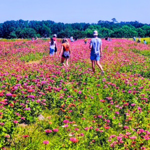 The kids surrounded by beautiful zinnias to pick and bring home.