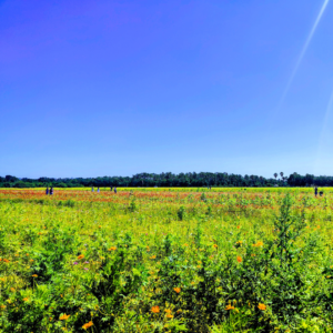 Flower fields at Hunsader Farms