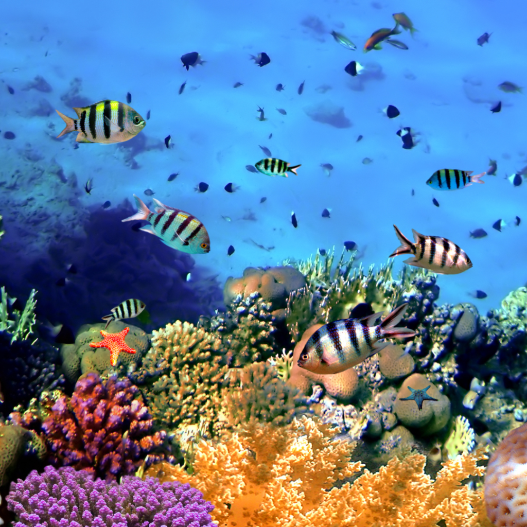 Coral and fish in a home aquarium